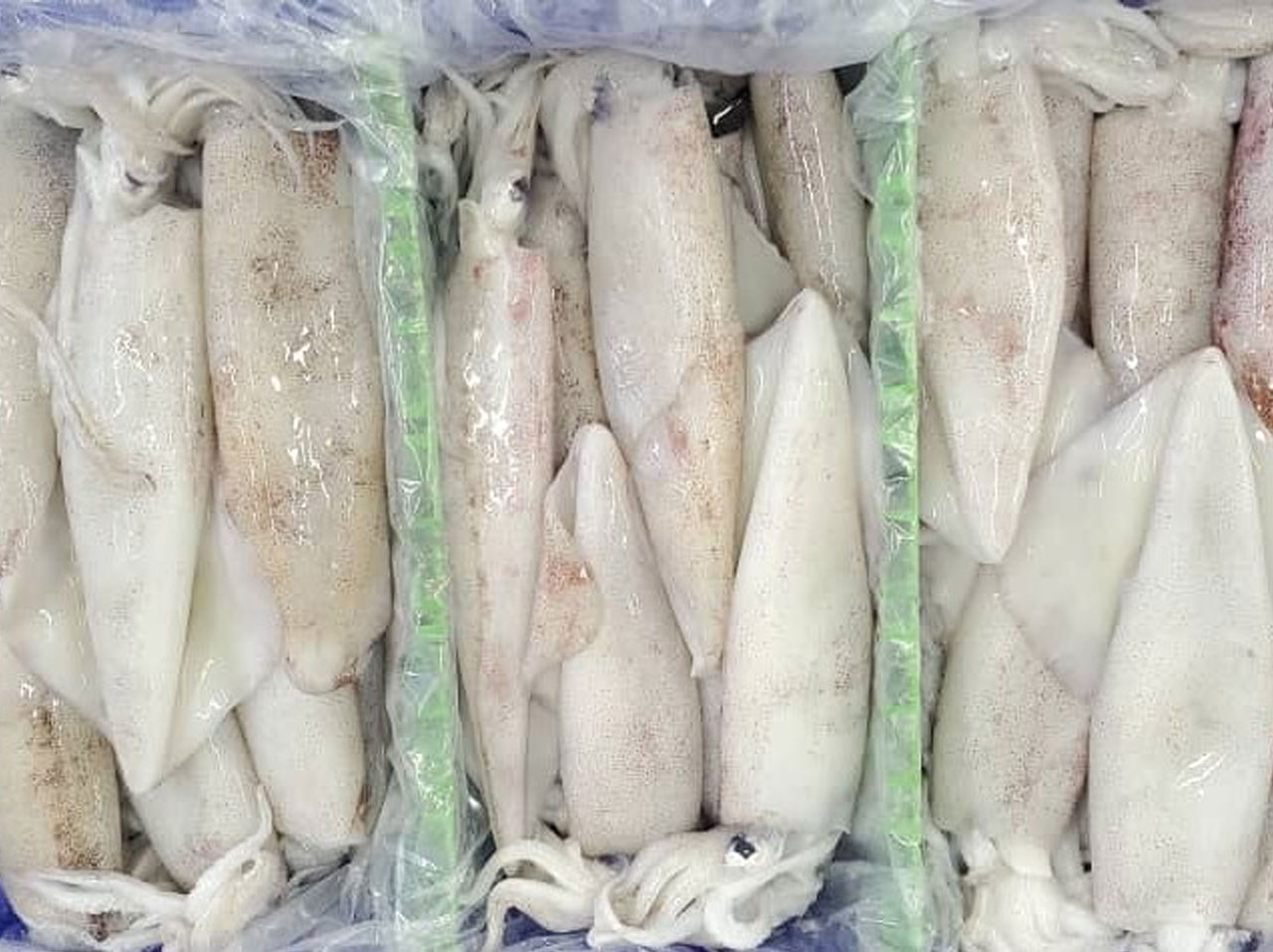 Pearl fisheries catch