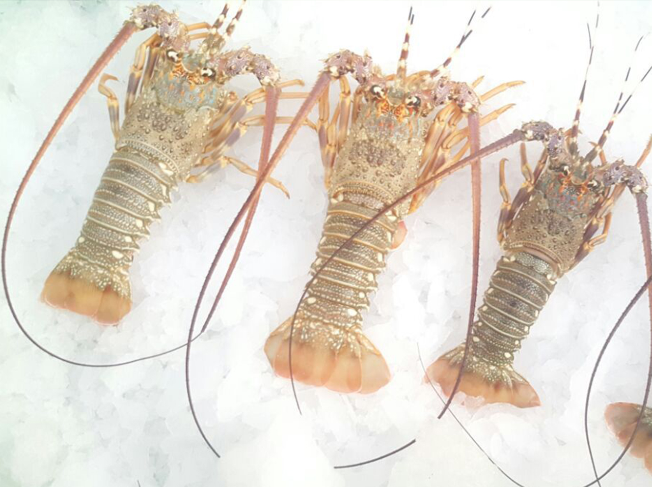 Fish products display