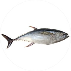 1-yellow-fin-tuna