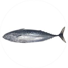 figate-tuna