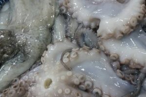 octopus new